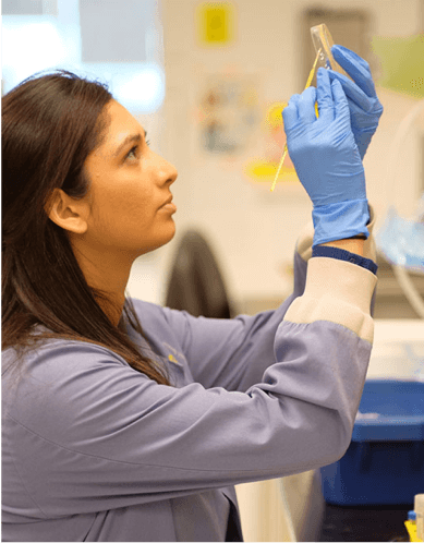 A woman swabs a petri dish in a medical laboratory. 